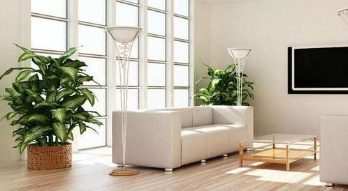 一、 室内植物与风水：2026年运势大揭秘