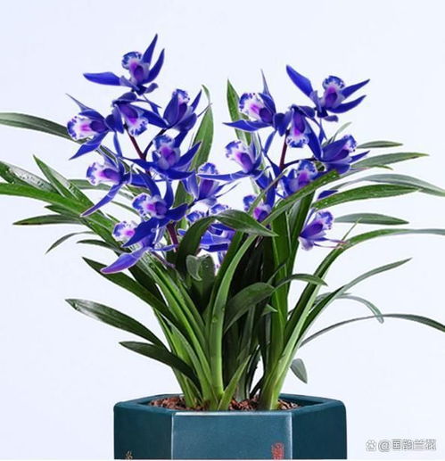 兰花：高雅脱俗与君子之风