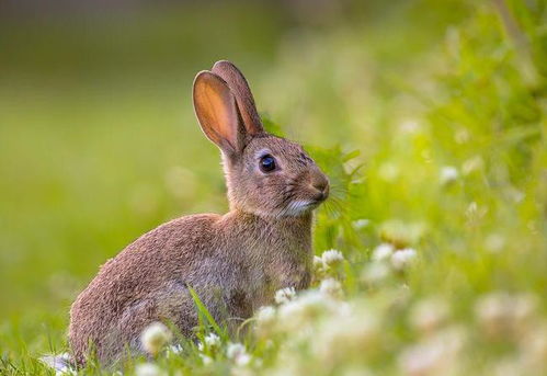 属兔9月和8月出生的性格特点有何不同？能否详细描述？