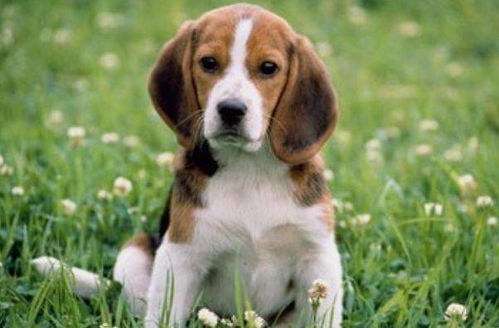 2026年10月初属狗安床吉日和一月份吉日分别是哪天？