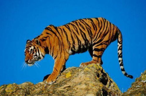 属虎人如何通过下半年提升26年的财运？