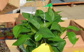 家里摆放枯萎的花卉会对家居风水产生不良影响吗？