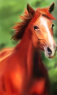 八字红马中最漂亮的马图片是哪一张？