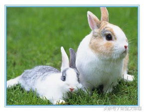 兔马属相的财运究竟如何，能否详细解析一下？