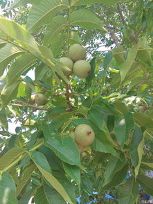 关于核桃梦的N种扯淡说法