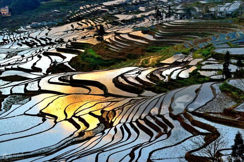 云南元阳梯田：2026年必去的魔幻打卡地！