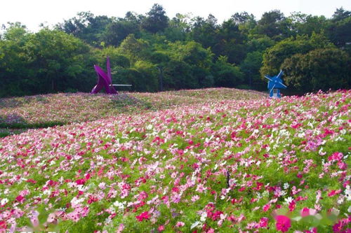 红山村网红打卡地格桑花开得那是相当任性