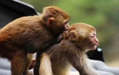 属猴的阴历六月男与哪个属相蕞相配呢？