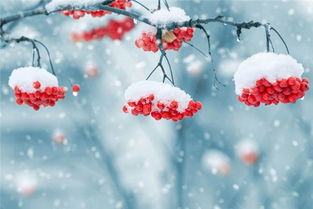 梦见夏天下雪下冰雹预示着什么征兆或吉凶？