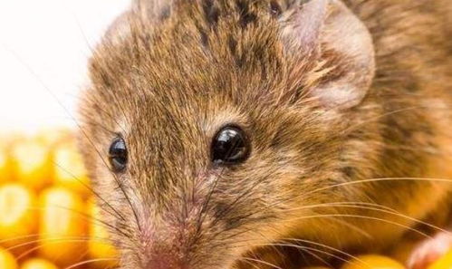 八字缺木非得取木旁字吗？属鼠女儿名字如何补木？