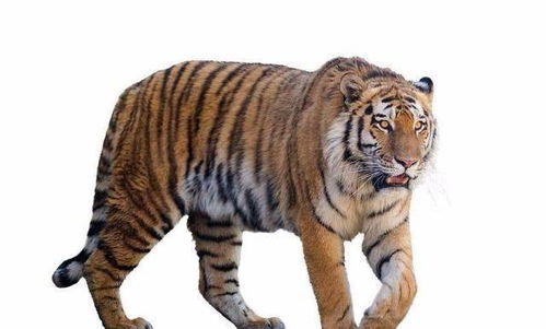 哪个生肖的人起早赚钱，财神常在身边跑呢？