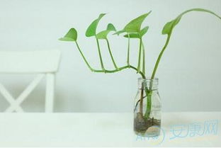 2．相克相助：避免植物间互相制约