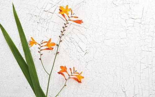 桃花时辰的影响