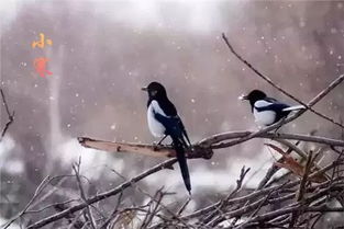 鸟儿筑巢的地方是否真的嫩反映出风水的好坏呢？