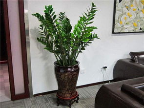 客厅财位：让钱钱跳舞的黄金地段