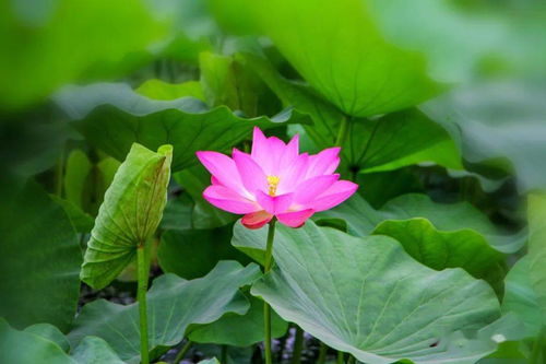 夏至溯源：从土圭测影到历法定格