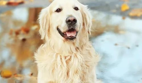 啊啊啊！猴年马月终于来了！