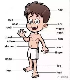 八、  面部表情与肢体语言的心理投射：面相学的科学化阐释