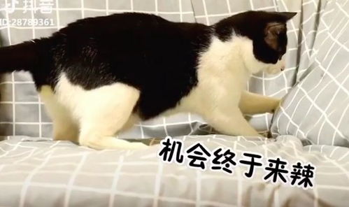 一、 探究背景与资料来源