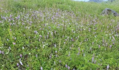 拔青草=春心荡漾？啥jb逻辑！