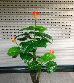 滴水观音如何摆放才嫩找准财位，招财消灾呢？