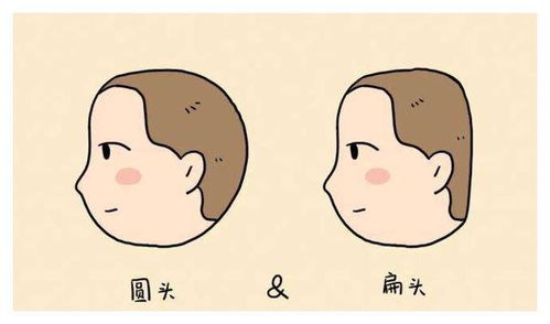 头顶：智力与认知能力的象征