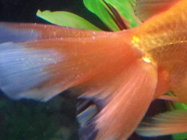 鲂鱼頳尾的动物生肖是什么它的尾巴长吗？