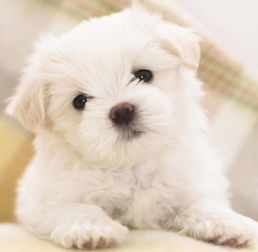 梦见给小狗狗洗澡，这究竟是什么寓意呢？