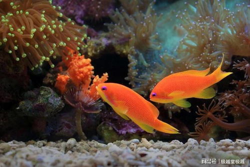 数字寓意：风水中不同数量的吉凶解读