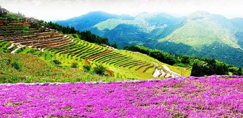 一、 黄历概述及其在选墓中的地位