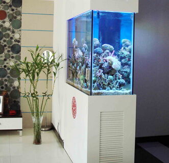 鱼缸梦对财神好吗？鱼缸摆放在入户门处是否吉利？