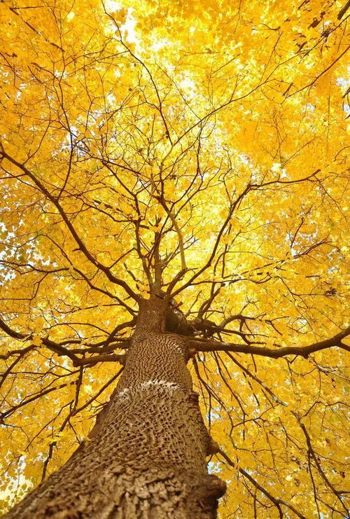 现代视角下的应用与反思