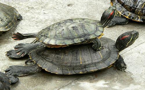 放生家养乌龟时有哪些风水禁忌，抓乌龟放生是否合适？