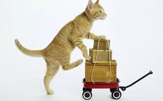 属蛇搬家选择哪一天最为吉利呢？