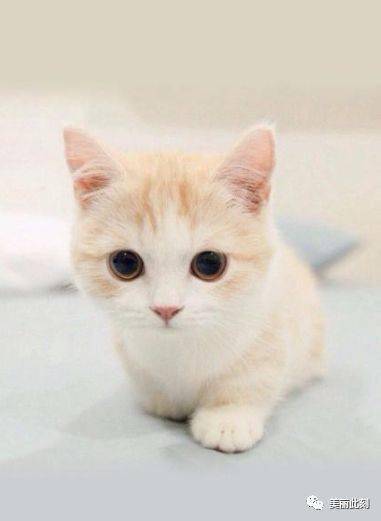 猫咪算命起名，如何根据品种大全挑选最适合的名字？