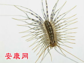 梦见蚰蜒预示着什么？周公解梦有何解释？