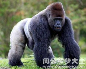 我为什么会梦见自己被猩猩追赶攻击呢？这是不是有什么特殊的含义？