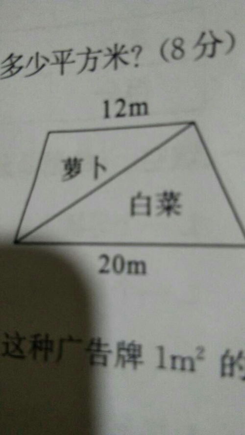 （五）白碱地色泽与秃发倾向