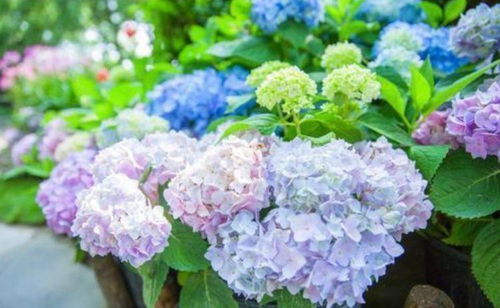 绣球花为何被称为死人花，其背后是否真的蕴含不吉利的寓意呢？