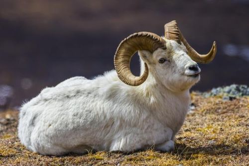 属羊八字喜火的人2026年运势如何？属羊2026年出生运势详解？