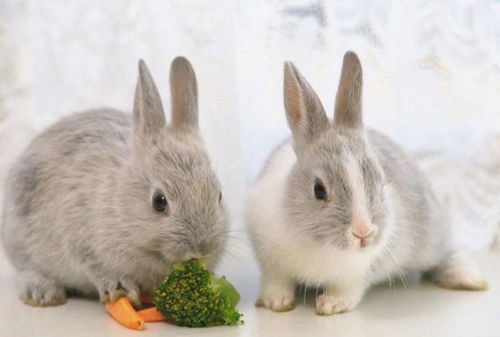 1951年的老兔子们