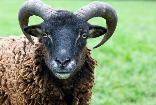 属羊人何时财运最为旺盛，20岁是否是其财运最旺的年龄？