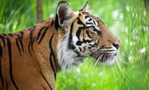 2026年属虎女性全年运势如何？