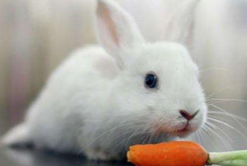 属兔人晚年事业运势如何，最旺事业运的生肖兔会有哪些特点？