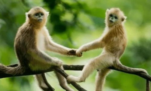 1992年属猴人在2026年的健康和运势如何？