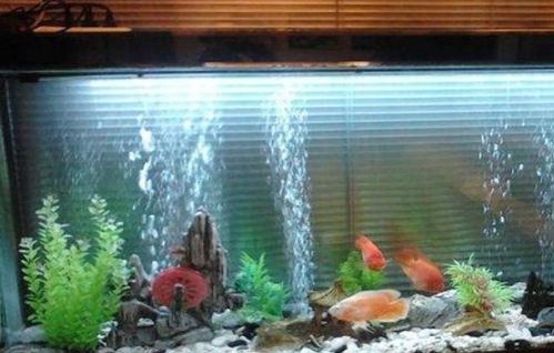 家里摆放鱼缸的风水位置有讲究吗？养鱼有哪些忌讳需要注意？