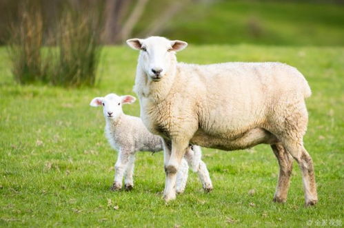 2026年属羊的人桃花运和感情运势如何？