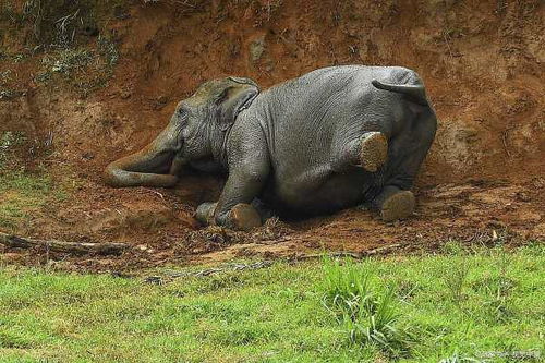 家里挂大象合适吗？从风水角度来说？
