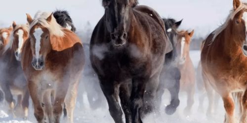 2023年属马人事业运势和2026年运势详解书内容具体有哪些？