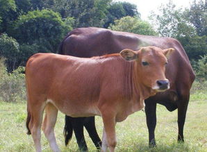 2.2 牛：稳重却易因谨慎而噤声